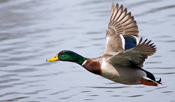10 things you didn’t know about Texas Duck Hunting